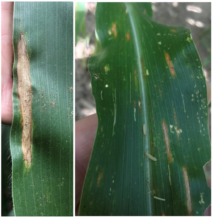 Northern corn leaf blight lesions